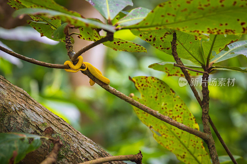 哥斯达黎加卡惠塔国家公园的睫毛蝰蛇(Bothriechis schlegelii)